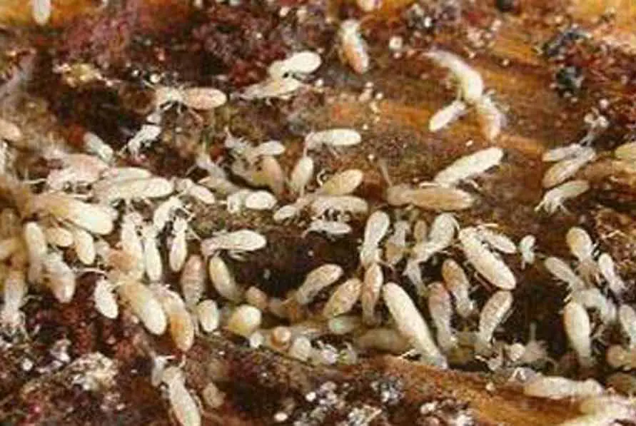 traitement termites Moissac