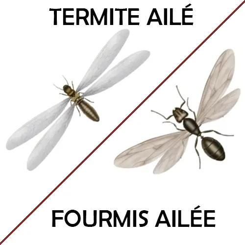 termites ailés ou fourmis ailées