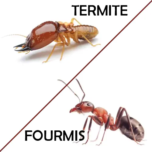 termites ou fourmis