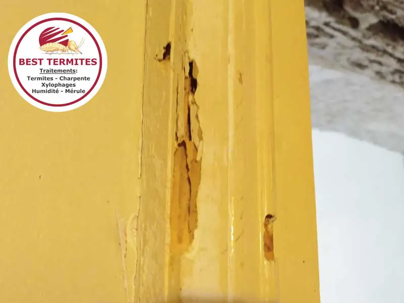 Best termites sur Le Passage d'Agen (47520). Montant de porte infesté de termites: traitement bois et charpente