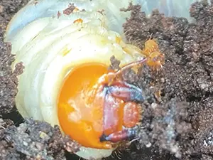 traitement insectes xylophages