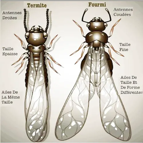 termites ailés ou fourmis ailées