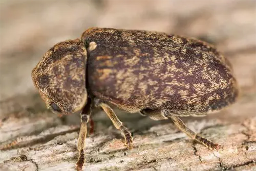 Grosse vrillette insecte à larves xylophages