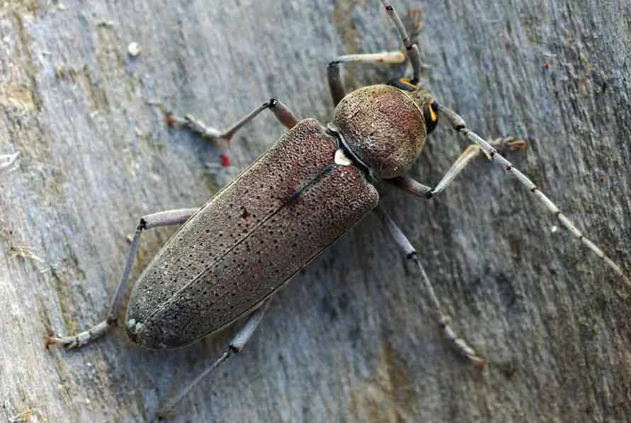 Hespérophane insecte à larves xylophages