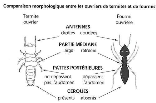 termites ou fourmis