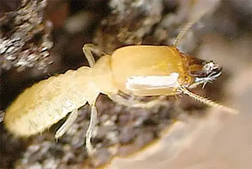 Traitement termite