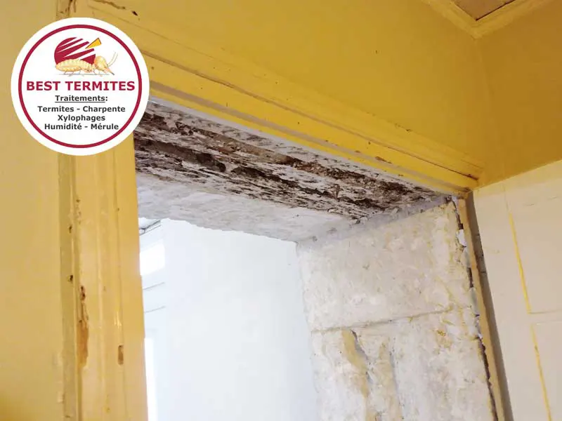 Traitement bois contre les termites- Le Passage d'Agen - 47520 - BEST TERMITES
