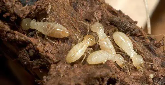 traitement termites Agen