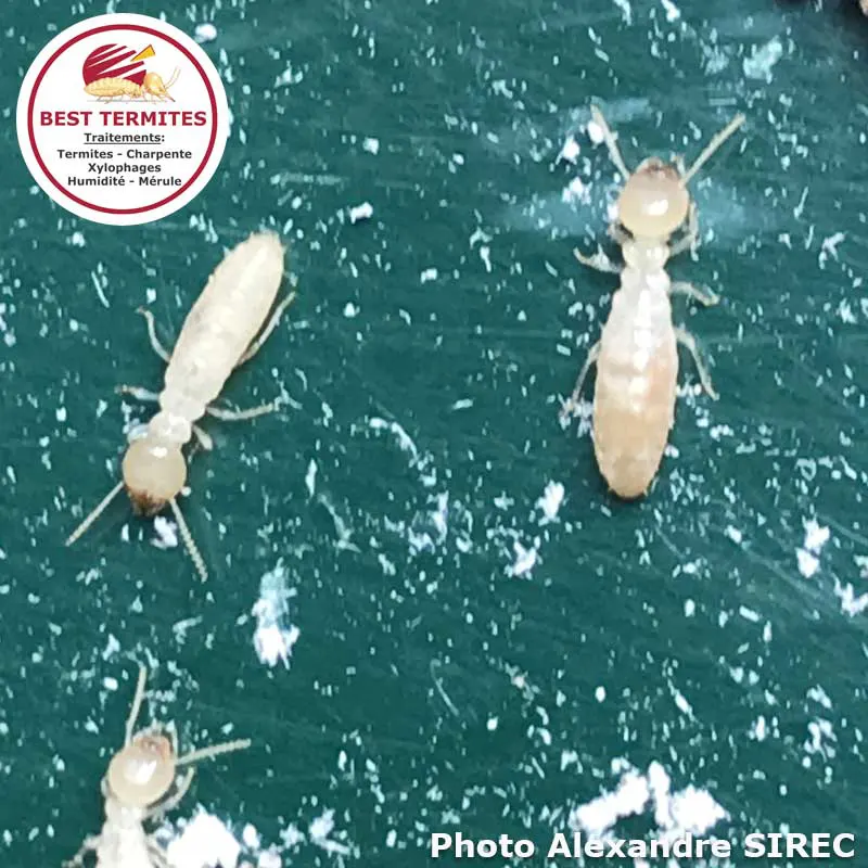 Traitement termites par pièges à Agen en Lot-et-Garonne