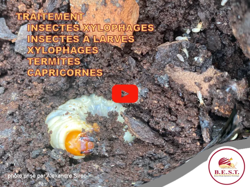 Lutte insectes xylophages et à larves xylophages